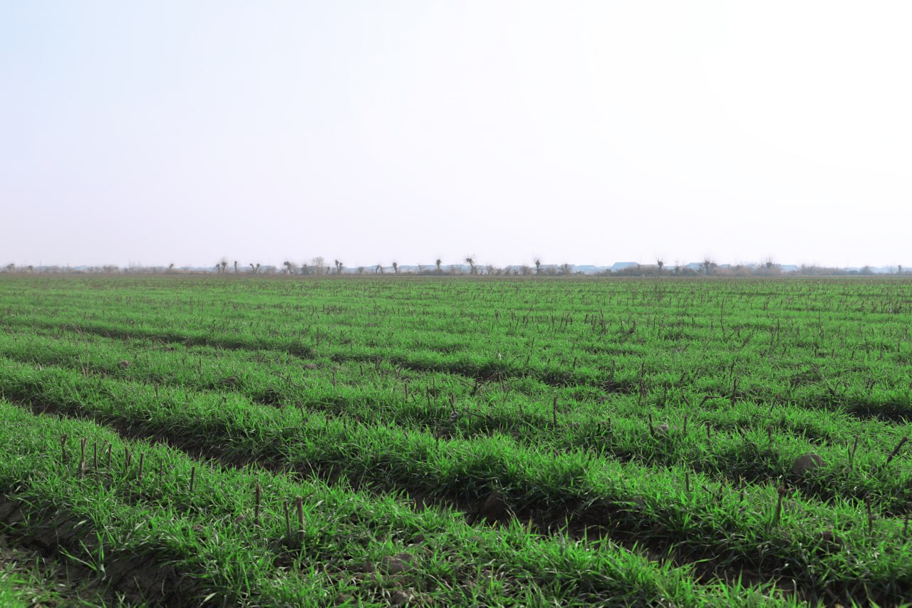 Қарши тумани далаларида кузги-қишки тадбирларни бажарилиши бўйича катта ҳашарлар уюштирилмоқда.