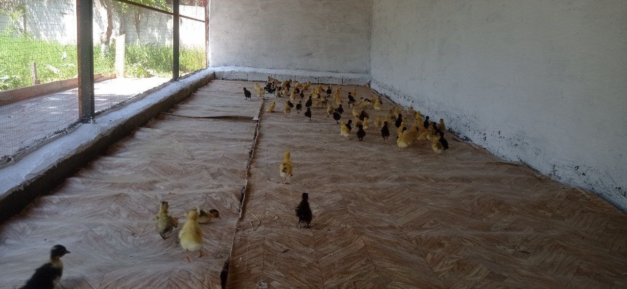 Yordamchi xo'jalik rivojlantirilmoqda