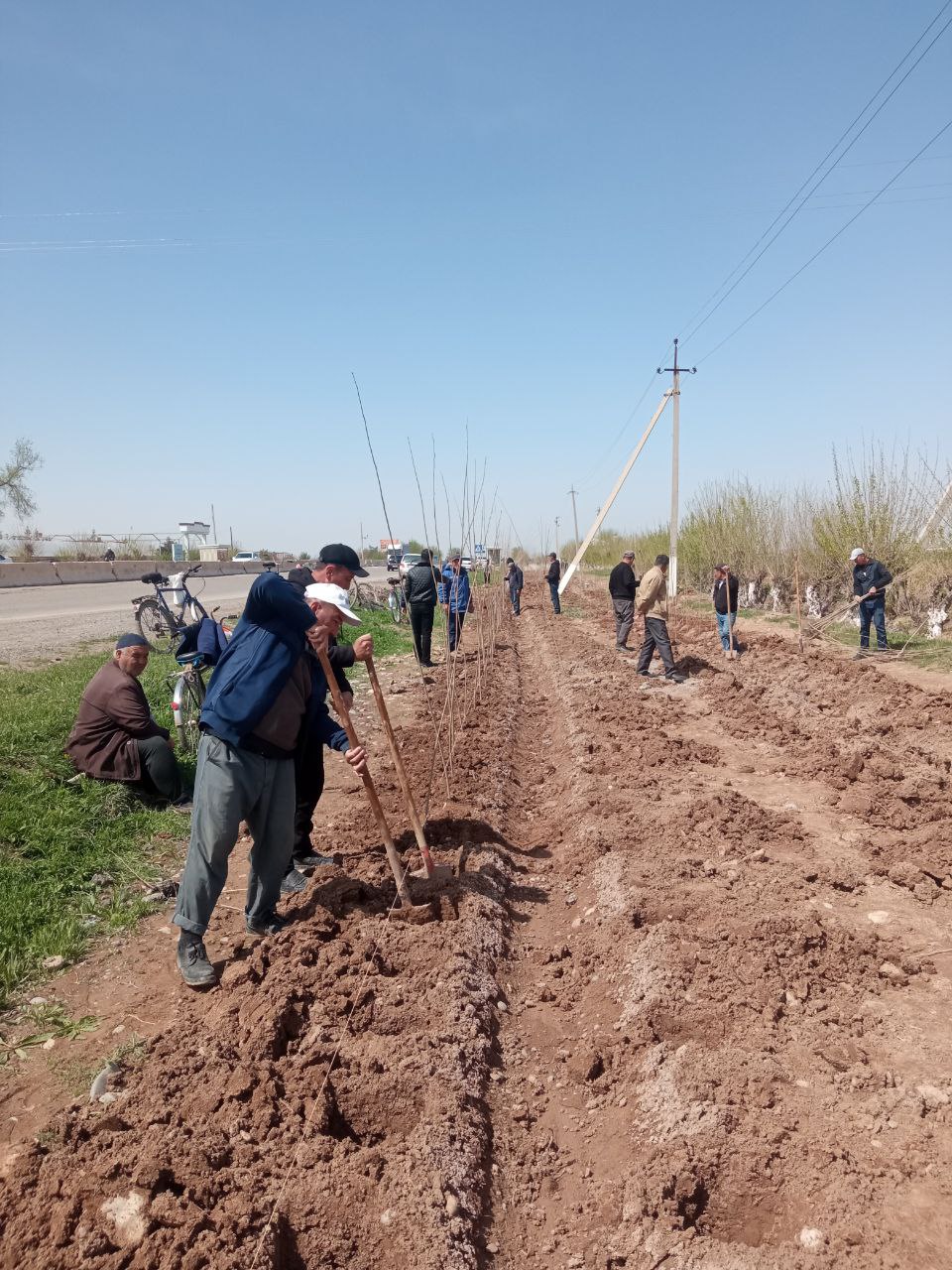 ҒУЗОРЛИК ИРРИГАТОРЛАР «ТОМОНИДАН БУГУН 900 ТУП ТЕРАК КЎЧАТИ ЎТҚАЗИЛДИ